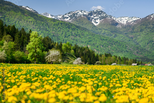 Beautiful summer time in Slovenia on the way to lake bohinj. Greenery grass fild with yellow wild flower and mountain in the background.