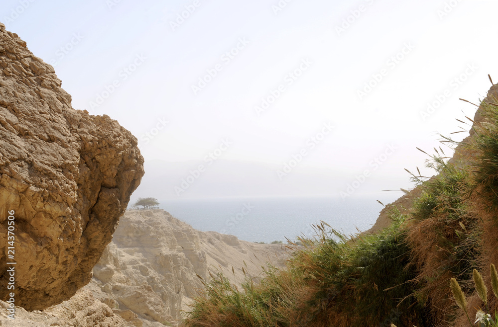 Fototapeta premium Nature Reserve, En Gedi, Judäa, Totes Meer, Israel, Naher Osten, Vorderasien