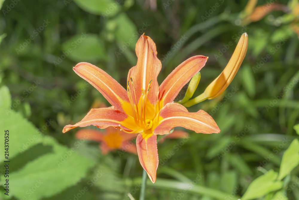 blühende orange rote Lilie. Im Hintergrund sind Lilienknospen zu sehen  blühende orange rote Lilie. Im Hintergrund sind Lilienknospen zu sehen 
