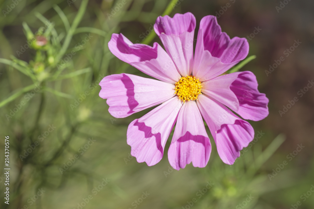 Obraz premium Rosa Cosmea voll aufgeblüht mit trichterförmigen Blättern