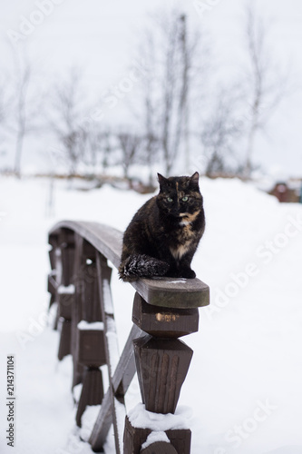 Black cat is sitting on wooden railing near the country house outdoors at winter. photo