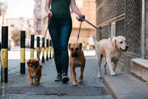 Canvas Print Dog walker enjoying with dogs while walking outdoors.