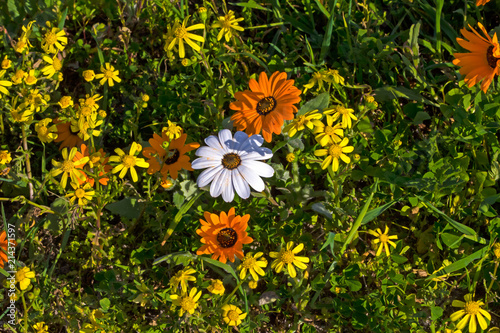 Yellow, white and orange wildflowers photo