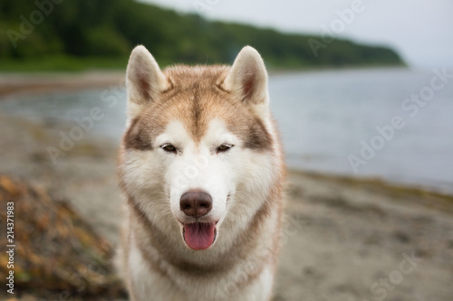 Close-up portrait of Siberian husky dog on the sea shore on cloudy day in summer