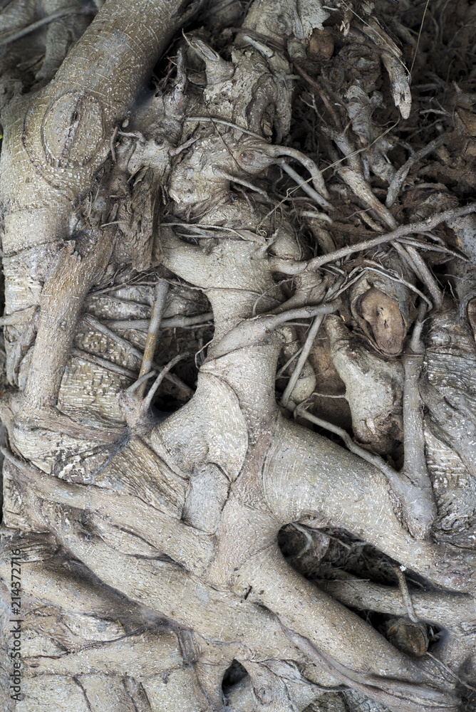 Texture of the vine on the tree is used as a background image. Texture of the vine on the tree is used as a background image.