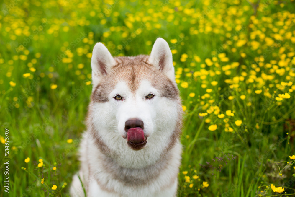 Portrait of funny beige and white dog breed siberian husky is in the buttercup field in summer.