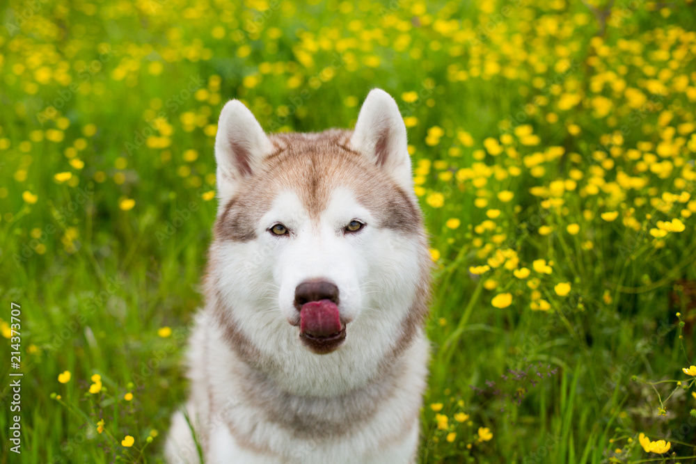Portrait of funny beige and white dog breed siberian husky is in the buttercup field in summer. Portrait of funny beige and white dog breed siberian husky is in the buttercup field in summer.