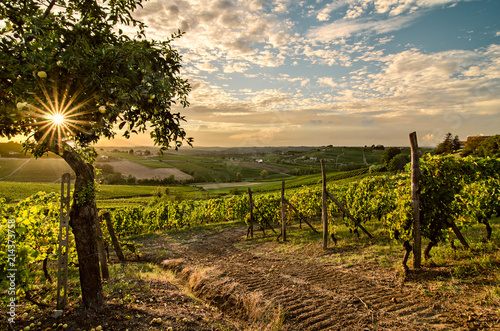 Vigne del Monferrato