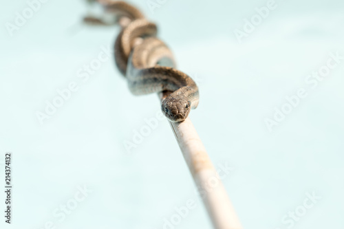 Snake crawling on bamboo stick. No poisonous snakes Steppe Ratsnakes (Elaphe dion). Beautiful skin pattern, fascinating movements and poses. Serpentine Water Reptile. Shallow selective focus photo