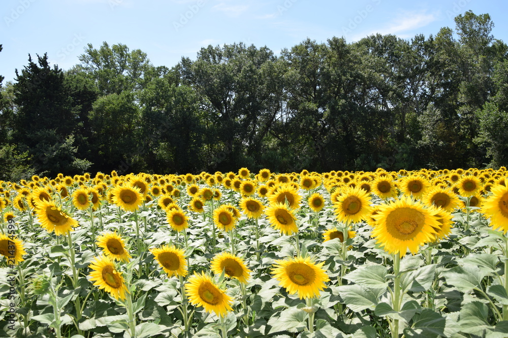 Obraz premium Tournesols