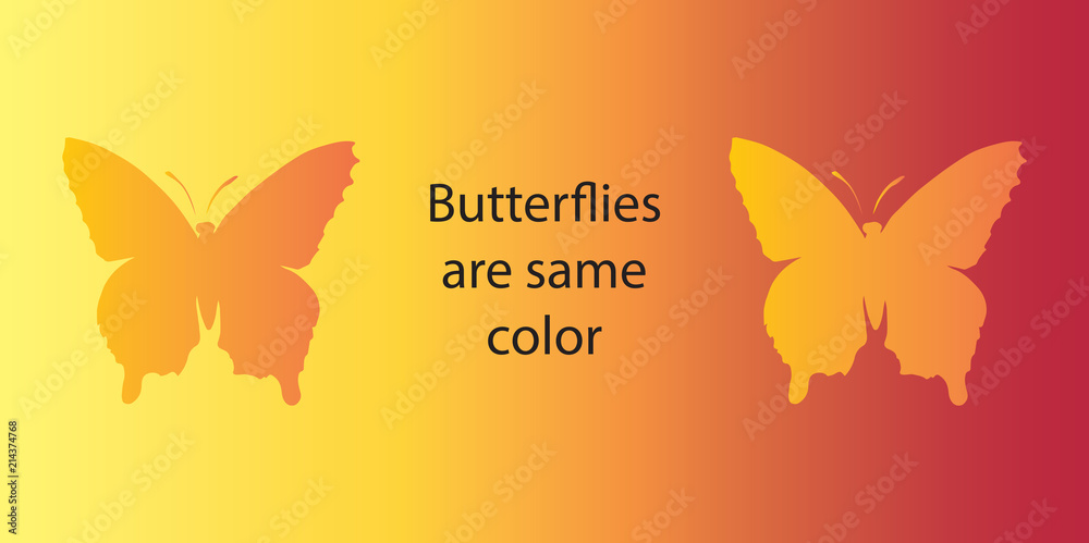 Naklejka Złudzenie optyczne. Oba motyle są tego samego koloru