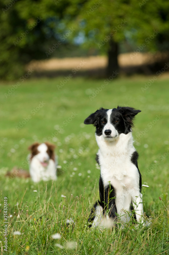 Border Collies in einer Wiese