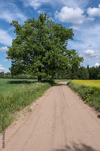 simple country road in summer