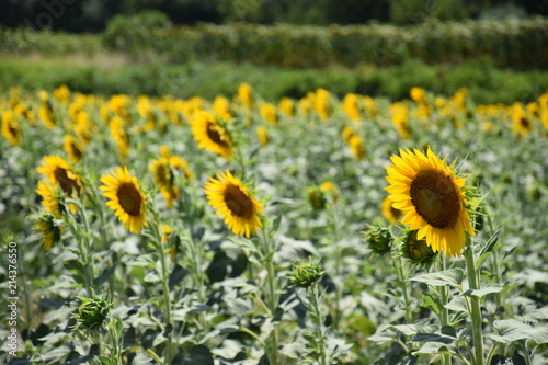 Tournesols