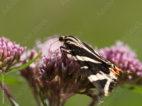 Spanische Flagge auf Wasserdost -  rare butterfly under natural reserve