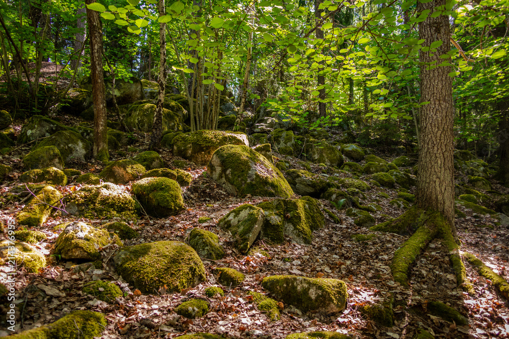 Partly sunny forest view with moss, stones, bright leafs and trees. Partly sunny forest view with moss, stones, bright leafs and trees.