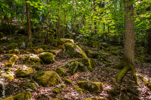 Partly sunny forest view with moss, stones, bright leafs and trees.