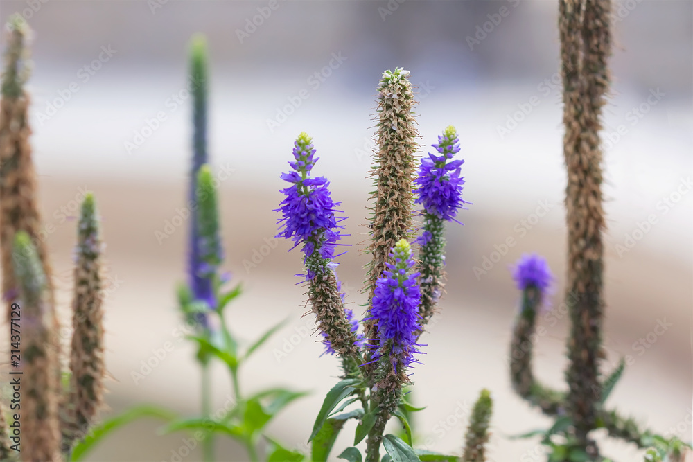 Obraz premium Veronica flowers purple. Wild medicinal plants.