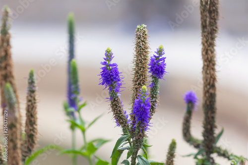 Veronica flowers purple. Wild medicinal plants. 