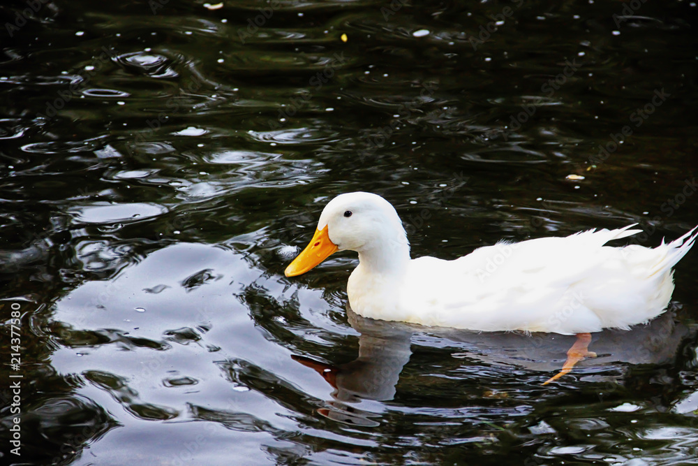 white ducks in a pond