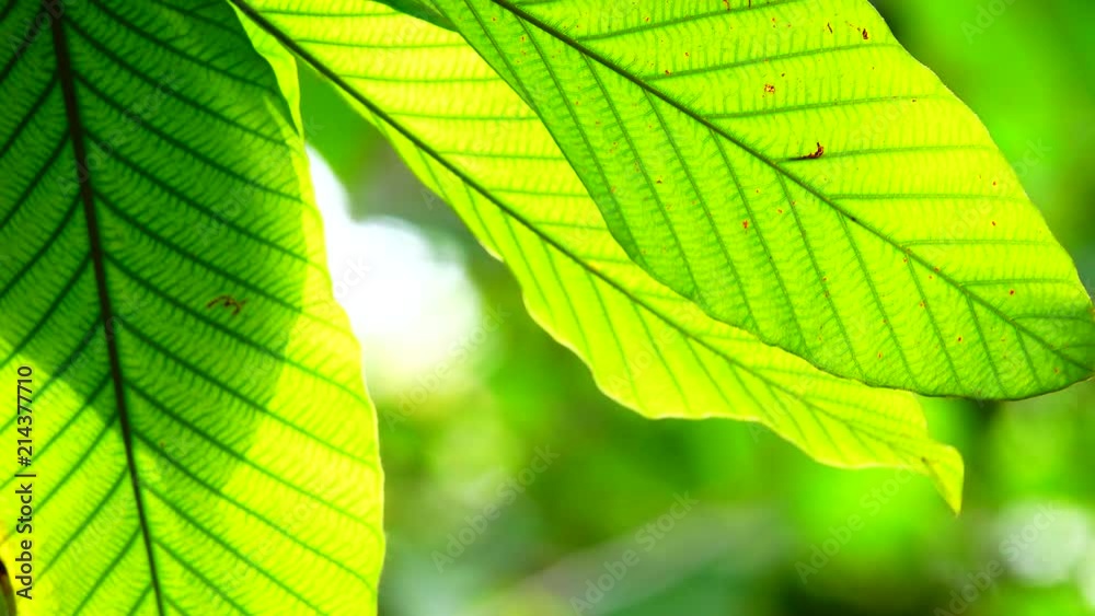 4K teree leaf green forest park 4K teree leaf green forest park