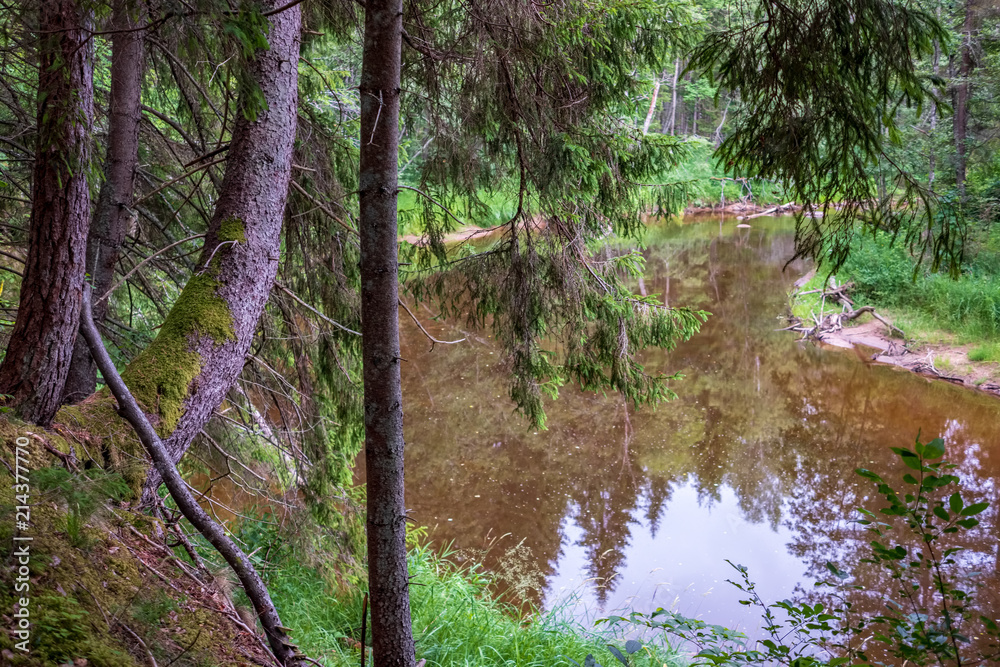 Fototapeta premium tree trunk silhouettes on the shore of the river