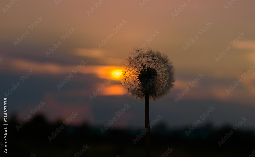 Dandelion at sunset of the day