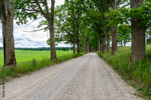 simple country road in summer