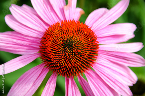center of a pink and orange coneflower