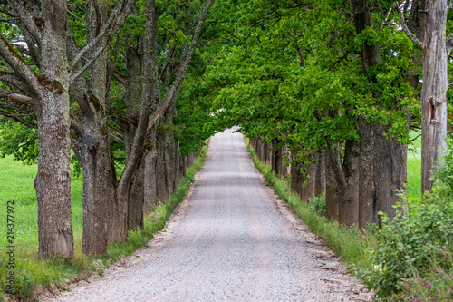 simple country road in summer