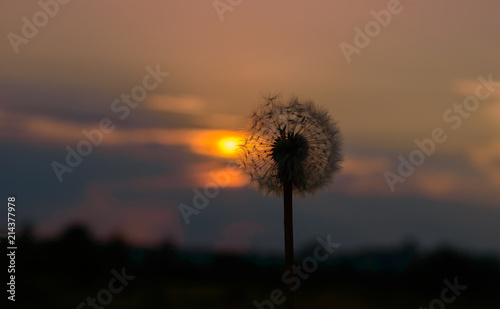 Dandelion at sunset of the day