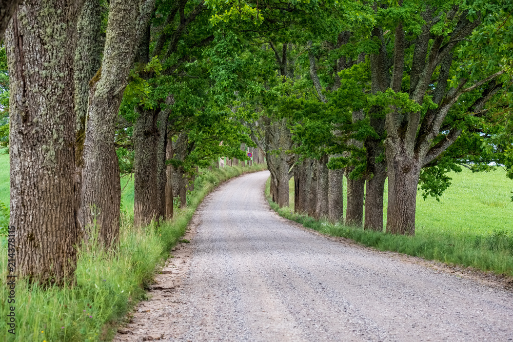 simple country road in summer