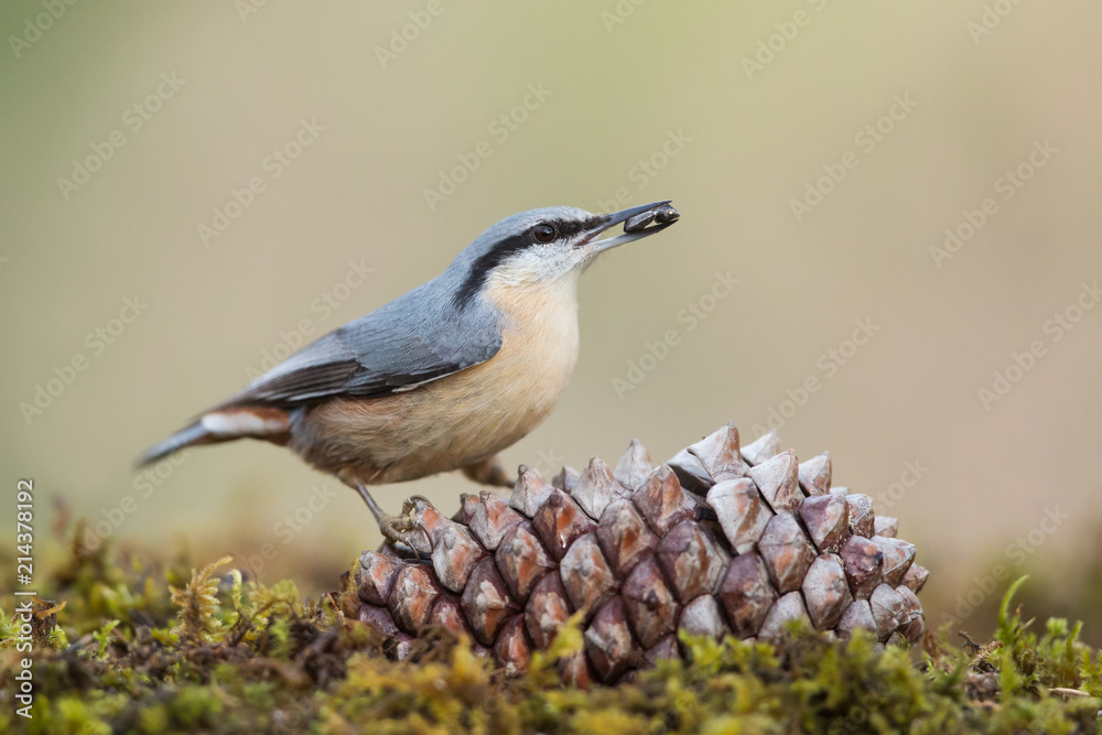 Naklejka premium Eurasian nuthatch in the forest (Sitta europaea), Andalusia, Spain