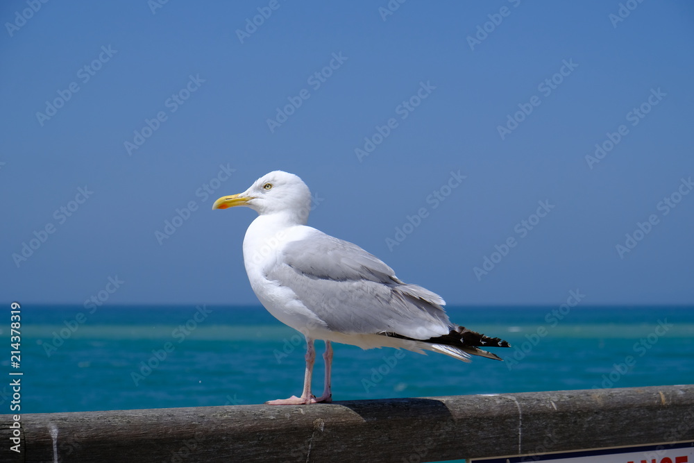 Möwe Möwe