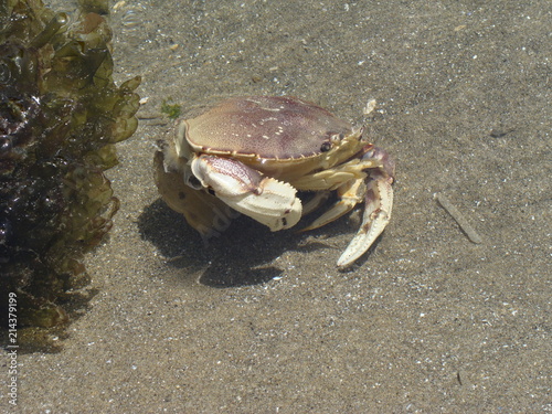 Crab at Haystack Rock on Cannon Beach, Oregon Coast