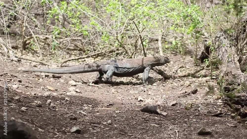 Running komodo dragons | Wide shot | Slow motion Running komodo dragons | Wide shot | Slow motion