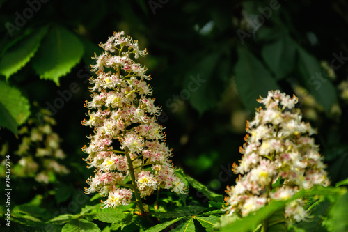 Blooming of Horse-chestnut in spring time