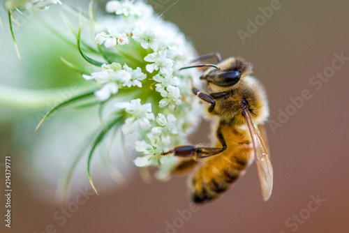 Leinwand Poster honeybee macro white flower
