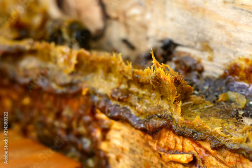 Propolis in the middle of a hive with bees. Bee glue. Bee products. Apitherapy. Apiculture.