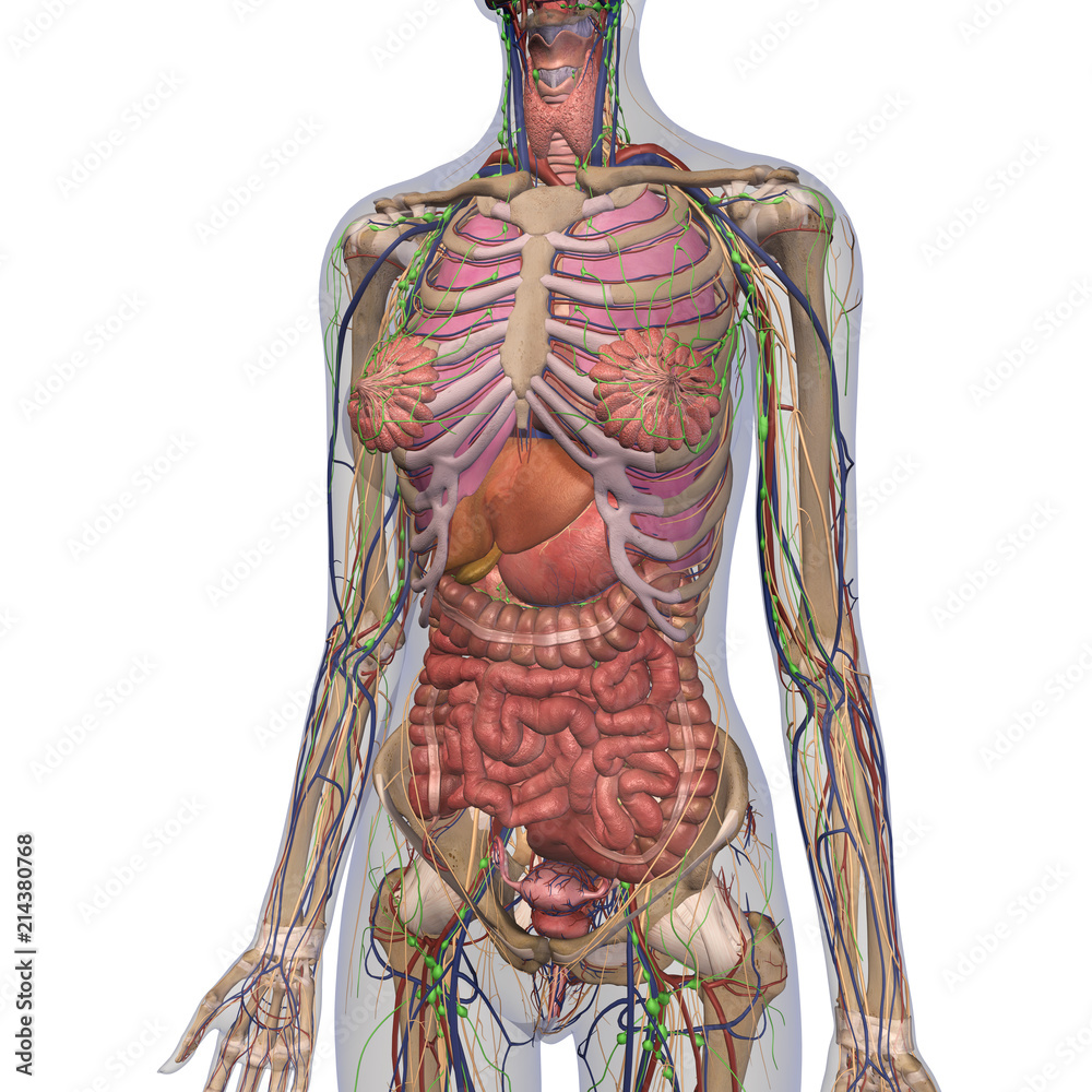 File:Female torso, chest, and stomach.jpg - Wikimedia Commons