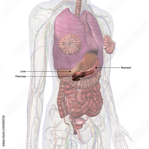 Female Chest and Abdomen with Pancreas Highlighted and Labeled