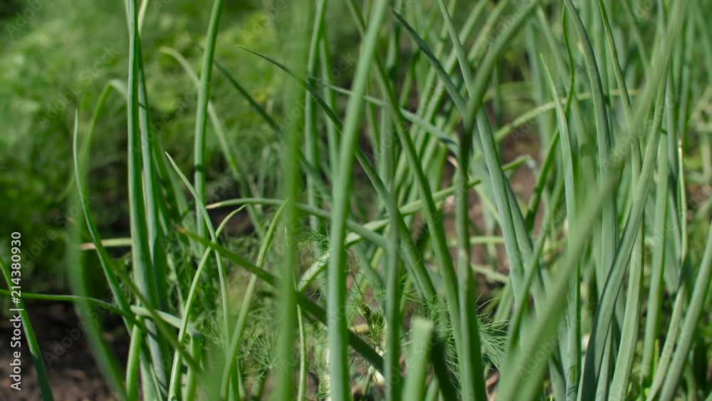 Fresh green leek and onion growing on backyard, fly over Fresh green leek and onion growing on backyard, fly over