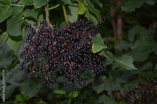 Black elderberry fruits (Sambucus nigra) close-up