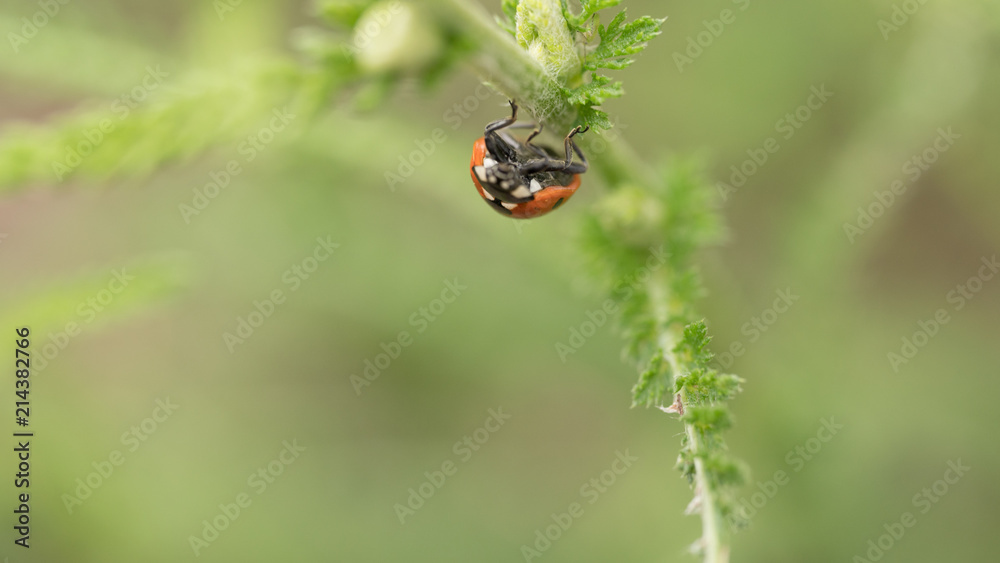 Fototapeta premium The Ladybird sits on a colored leaf. Macro photo of ladybug close-up. Coccinellidae.