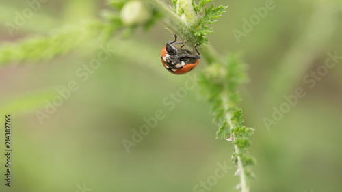The Ladybird sits on a colored leaf. Macro photo of ladybug close-up. Coccinellidae. © Anton Dios