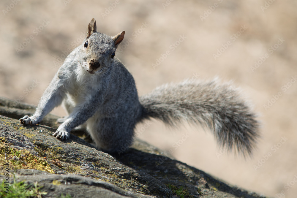 Grey Squirrel on rock in Central Park, New York City, USA Grey Squirrel on rock in Central Park, New York City, USA