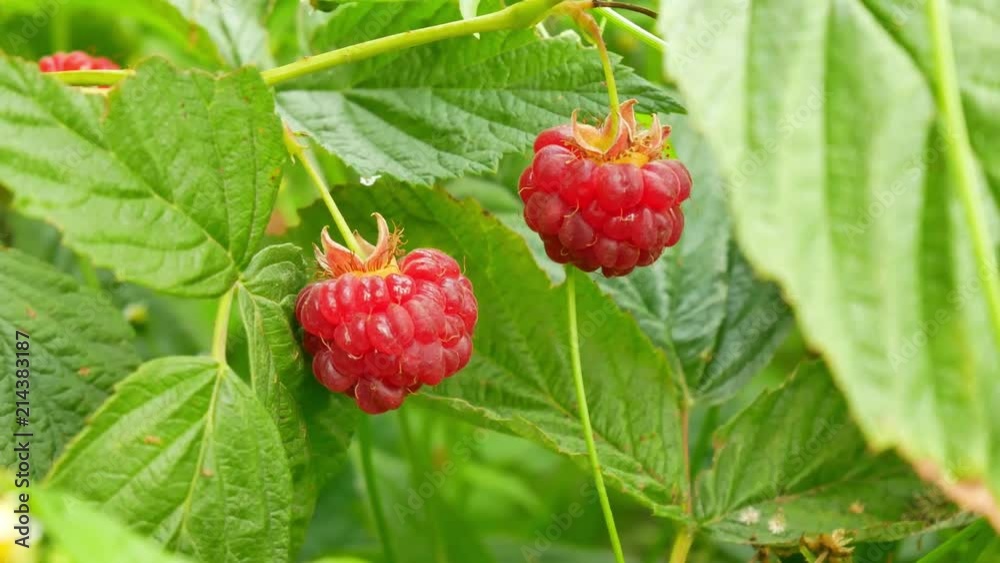 Branch with juicy red raspberries on the green background of the leaves Branch with juicy red raspberries on the green background of the leaves