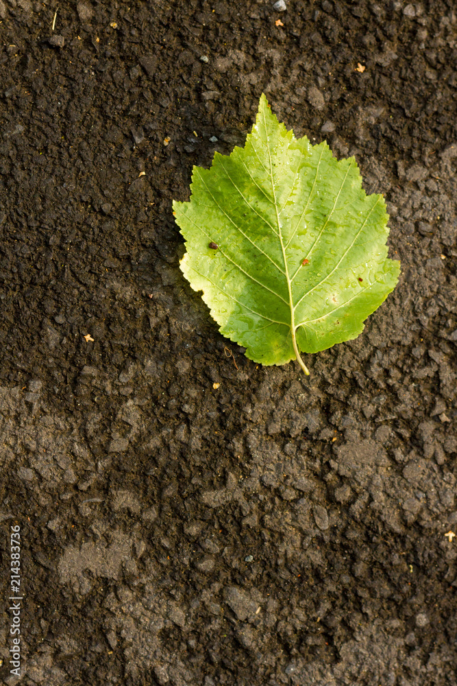Single fresh green hazelnut leaf lying on the pavement. The leaf is lying face down in the top right corner Single fresh green hazelnut leaf lying on the pavement. The leaf is lying face down in the top right corner