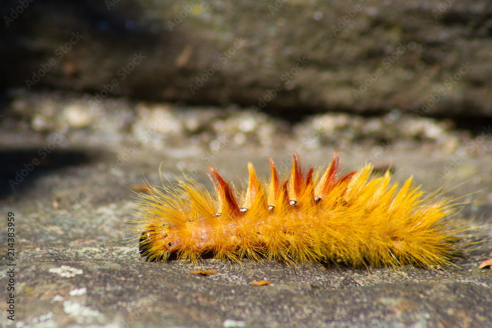 Side view of a fuzzy caterpillar walking over a stone floor. The caterpillar is bright yellow wiith white and black spots and long fuzzy hair Side view of a fuzzy caterpillar walking over a stone floor. The caterpillar is bright yellow wiith white and black spots and long fuzzy hair
