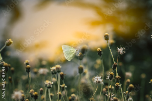 Butterfly On Grass Field With Warm Light